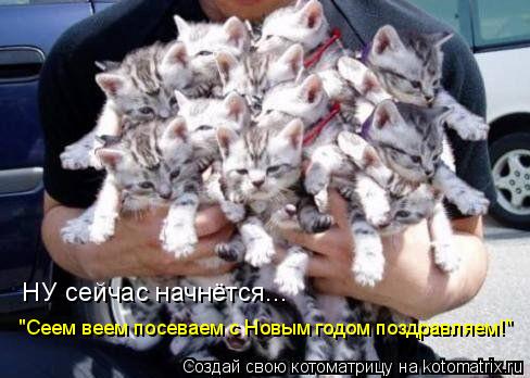 Котоматрица: НУ cейчас начнётся... 'Сеем веем посеваем с Новым годом поздравляем!'