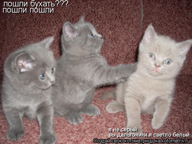 Котоматрица: пошли бухать??? пошли пошли вы дальтоники я светло белый  я не серый