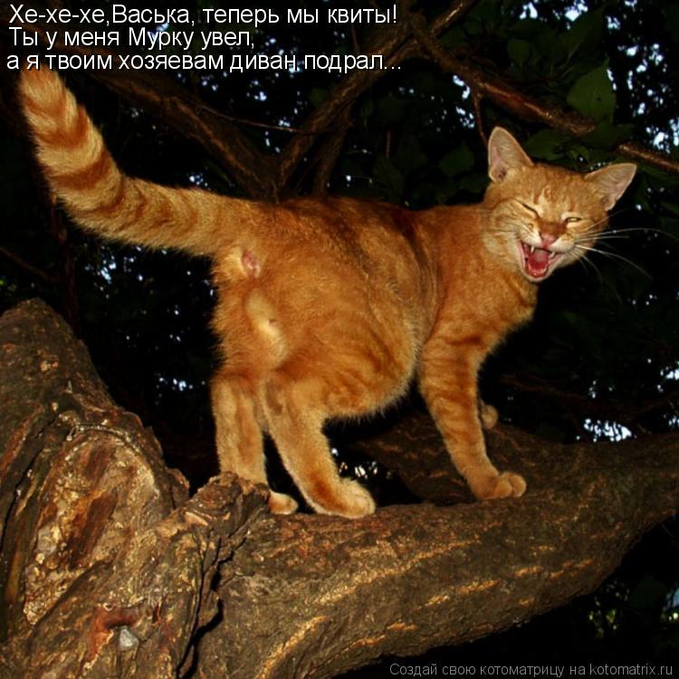 Котоматрица: Хе-хе-хе,Васька, теперь мы квиты! Ты у меня Мурку увел,  а я твоим хозяевам диван подрал...