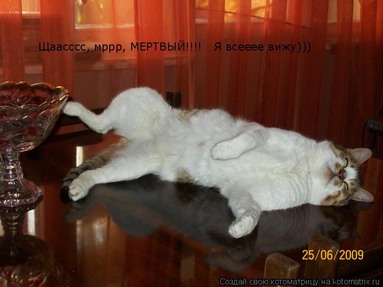 Котоматрица: Щаасссс, мррр, МЕРТВЫЙ!!!!   Я всееее вижу)))