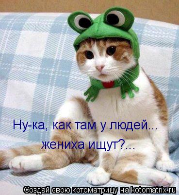 Котоматрица: Ну-ка, как там у людей... жениха ищут?...