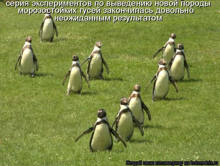 серия экспериментов по выведению новой породы морозостойких гусей закончилась довольно неожиданным ... Котоматрица: серия экспериментов по выведению новой породы морозостойких гусей закончилась довольно неожиданным результатом