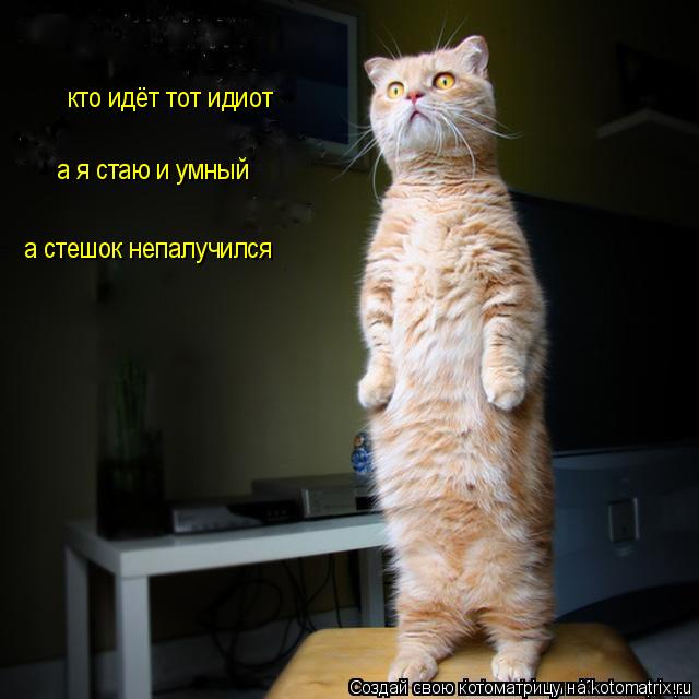 кто идёт тот идиот а я стаю и умный а стешок непалучился... Котоматрица: кто идёт тот идиот а я стаю и умный а стешок непалучился