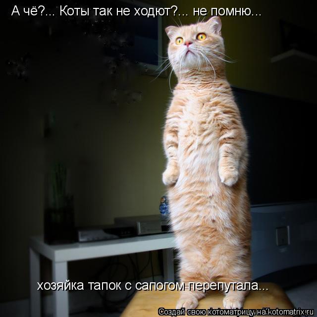 А чё?... Коты так не ходют?... не помню... хозяйка тапок с сапогом перепутала...... Котоматрица: А чё?... Коты так не ходют?... не помню... хозяйка тапок с сапогом перепутала...