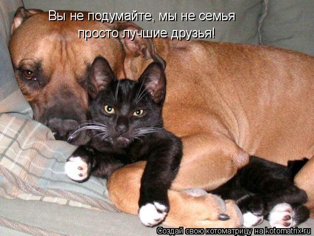 Вы не подумайте, мы не семья просто лучшие друзья!... Котоматрица: Вы не подумайте, мы не семья просто лучшие друзья!
