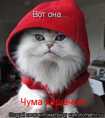 Вот она... Чума кошачья!... Котоматрица: Вот она... Чума кошачья!