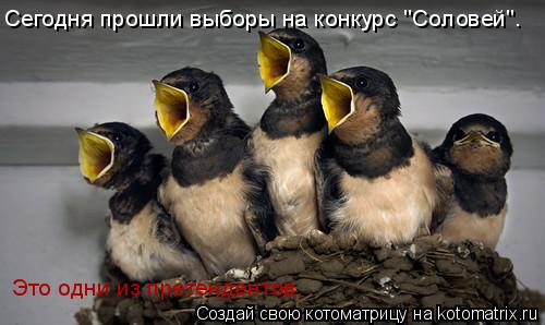 Сегодня прошли выборы на конкурс "Соловей". Это одни из претендентов.... Котоматрица: Сегодня прошли выборы на конкурс "Соловей". Это одни из претендентов.