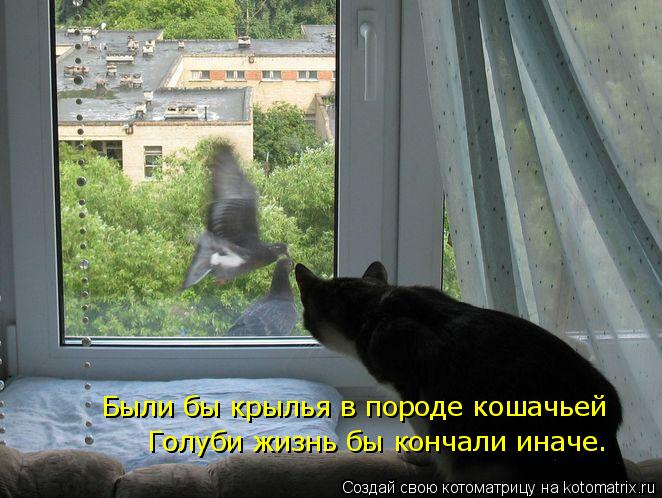 Были бы крылья в породе кошачьей Голуби жизнь бы кончали иначе…... Котоматрица: Были бы крылья в породе кошачьей Голуби жизнь бы кончали иначе…