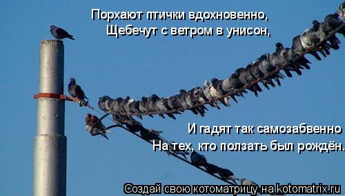 Порхают птички вдохновенно, Щебечут с ветром в унисон, И гадят так самозабвенно На тех, кто ползать... Котоматрица: Порхают птички вдохновенно, Щебечут с ветром в унисон, И гадят так самозабвенно На тех, кто ползать был рождён.