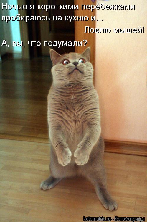 Ночью я короткими перебежками пробираюсь на кухню и... Ловлю мышей! А, вы, что подумали?... Котоматрица: Ночью я короткими перебежками пробираюсь на кухню и... Ловлю мышей! А, вы, что подумали?