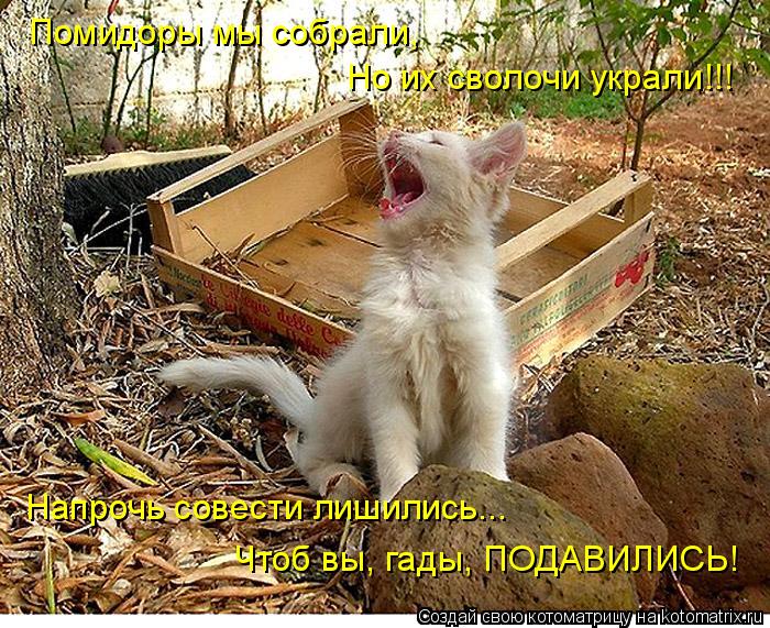 Помидоры мы собрали, Но их сволочи украли!!! Напрочь совести лишились... Чтоб вы, гады, ПОДАВИЛИСЬ!... Котоматрица: Помидоры мы собрали, Но их сволочи украли!!! Напрочь совести лишились... Чтоб вы, гады, ПОДАВИЛИСЬ!