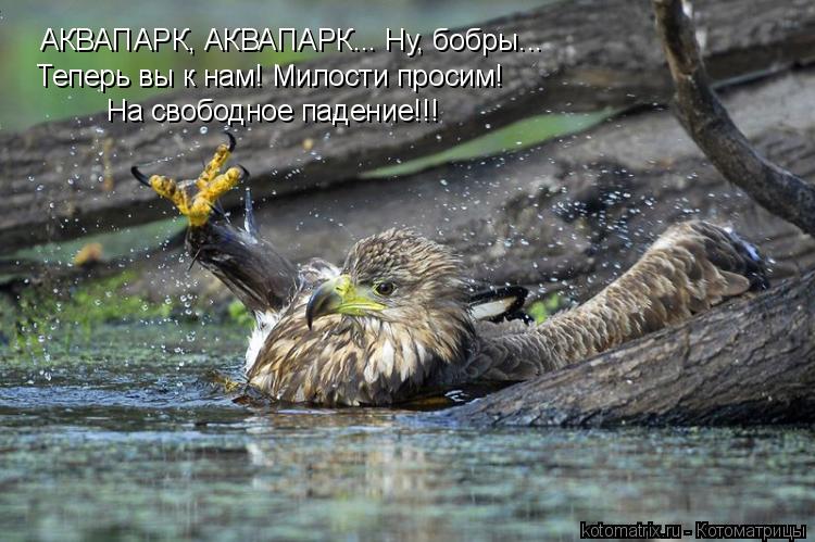 АКВАПАРК, АКВАПАРК... Ну, бобры... Теперь вы к нам! Милости просим! На свободное падение!!!... Котоматрица: АКВАПАРК, АКВАПАРК... Ну, бобры... Теперь вы к нам! Милости просим! На свободное падение!!!