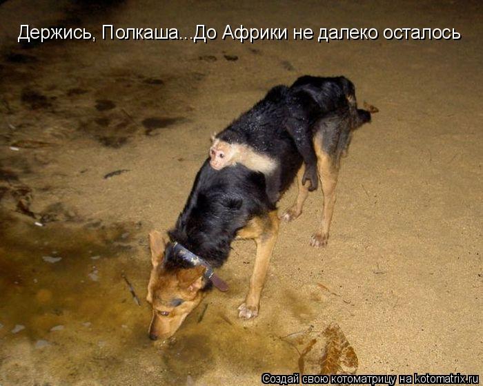Держись, Полкаша...До Африки не далеко осталось... Котоматрица: Держись, Полкаша...До Африки не далеко осталось