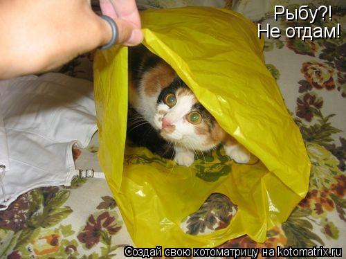 Рыбу?! Не отдам!... Котоматрица: Рыбу?! Не отдам!