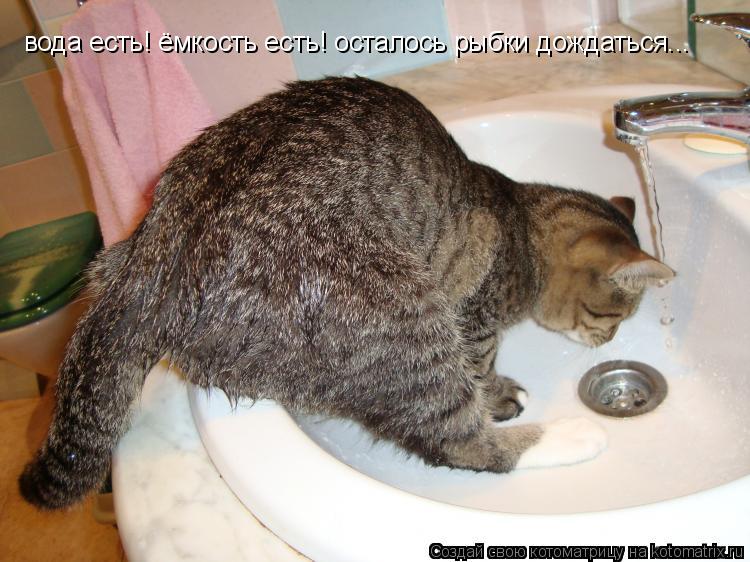 вода есть! ёмкость есть! осталось рыбки дождаться...... Котоматрица: вода есть! ёмкость есть! осталось рыбки дождаться...
