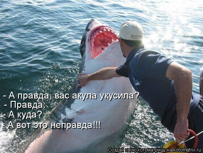 - А правда, вас акула укусила? - Правда. - А куда? - А вот это неправда!!!... Котоматрица: - А правда, вас акула укусила? - Правда. - А куда? - А вот это неправда!!!