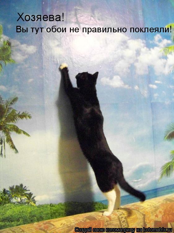 Хозяева! Вы тут обои не правильно поклеяли!... Котоматрица: Хозяева! Вы тут обои не правильно поклеяли!