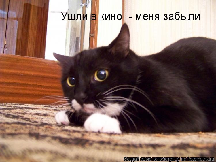 Ушли в кино - меня забыли... Котоматрица: Ушли в кино - меня забыли