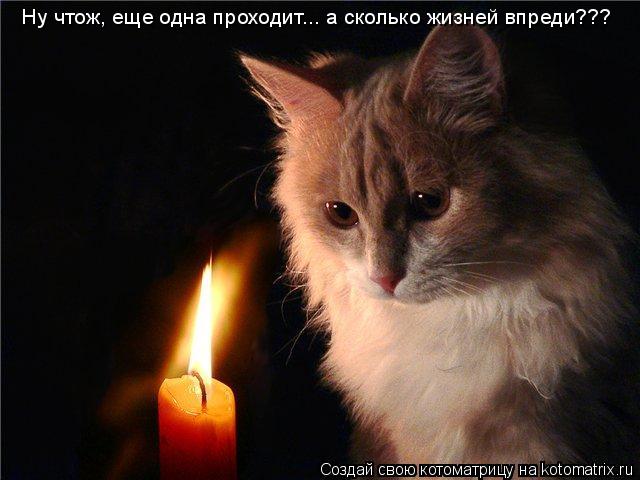 Ну чтож, еще одна проходит... а сколько жизней впреди???... Котоматрица: Ну чтож, еще одна проходит... а сколько жизней впреди???