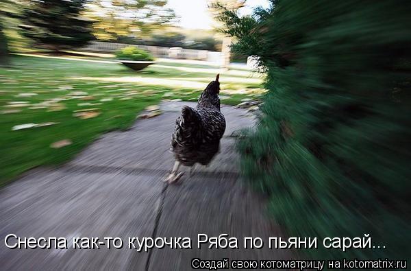 Снесла как-то курочка Ряба по пьяни сарай...... Котоматрица: Снесла как-то курочка Ряба по пьяни сарай...