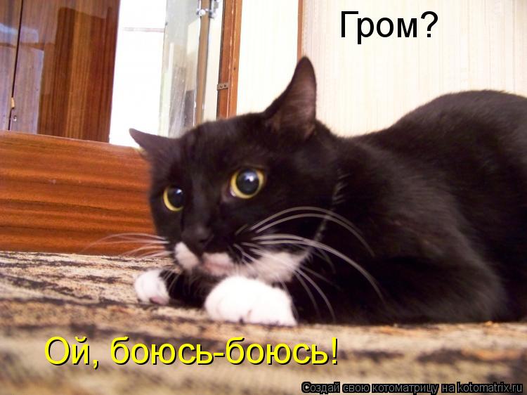 Гром? Ой, боюсь-боюсь!... Котоматрица: Гром? Ой, боюсь-боюсь!