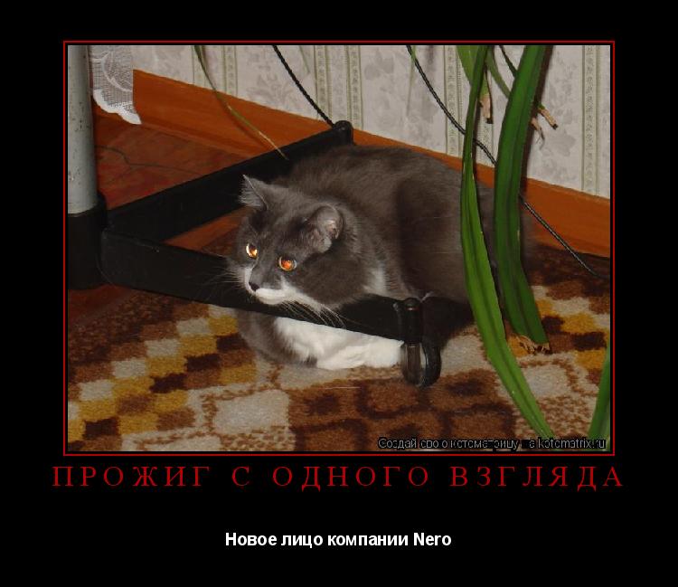 Прожиг с одного взгляда Новое лицо компании Nero... Котоматрица: Прожиг с одного взгляда Новое лицо компании Nero