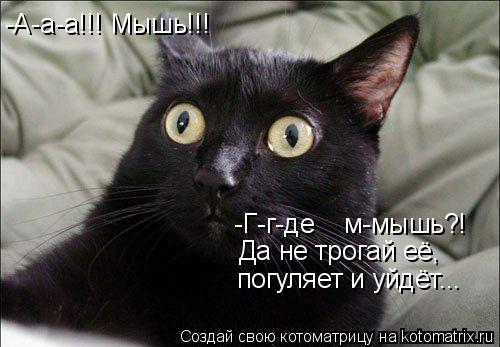 Котоматрица: -Г-г-де    м-мышь?! -А-а-а!!! Мышь!!! Да не трогай её, погуляет и уйдёт...