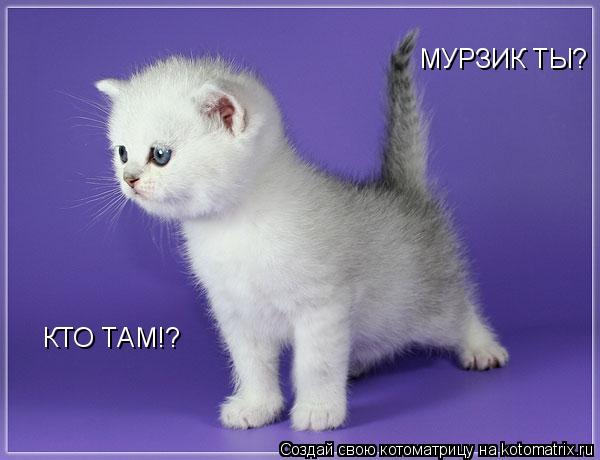 КТО ТАМ!? МУРЗИК ТЫ?... Котоматрица: КТО ТАМ!? МУРЗИК ТЫ?