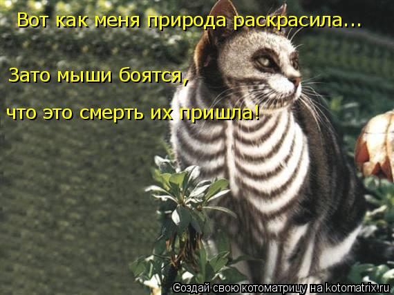 Вот как меня природа раскрасила... Зато мыши боятся, что это смерть их пришла!... Котоматрица: Вот как меня природа раскрасила... Зато мыши боятся, что это смерть их пришла!
