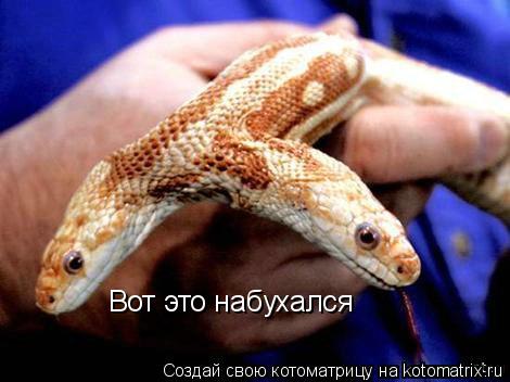 Вот это набухался... Котоматрица: Вот это набухался