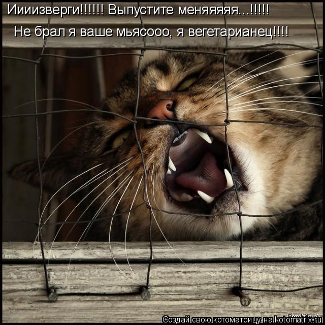 Иииизверги!!!!!! Выпустите меняяяяя...!!!!! Не брал я ваше мьясооо, я вегетарианец!!!!... Котоматрица: Иииизверги!!!!!! Выпустите меняяяяя...!!!!! Не брал я ваше мьясооо, я вегетарианец!!!!