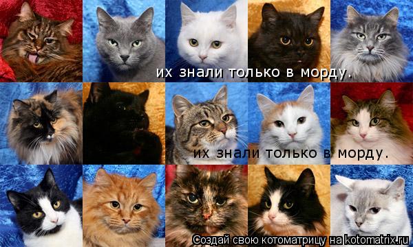 их знали только в морду. их знали только в морду.... Котоматрица: их знали только в морду. их знали только в морду.