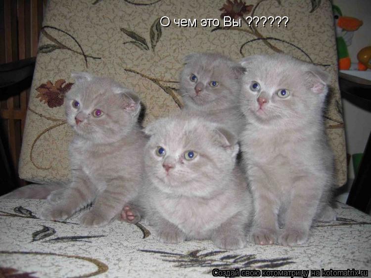 О чем это Вы ??????... Котоматрица: О чем это Вы ??????