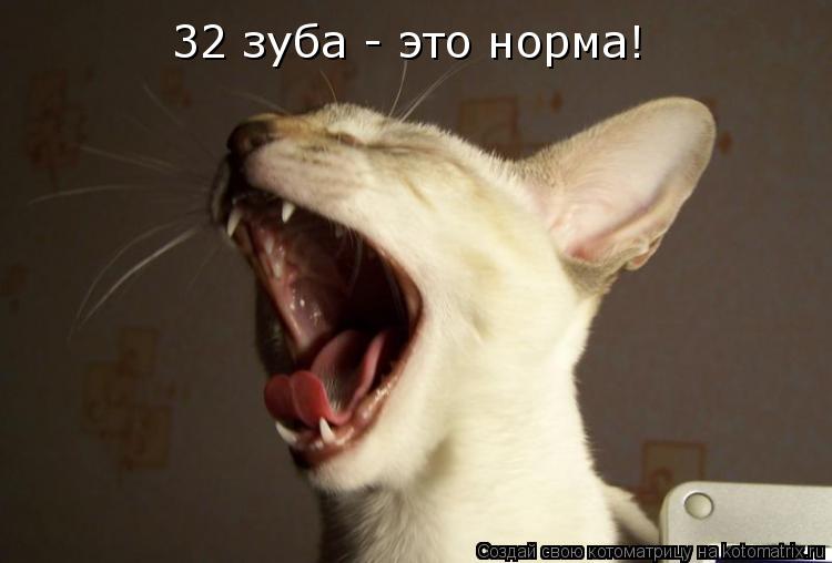 32 зуба - это норма!... Котоматрица: 32 зуба - это норма!