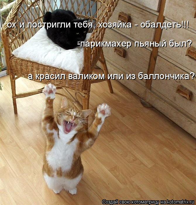 Котоматрица: ох и постригли тебя, хозяйка - обалдеть!!!  -парикмахер пьяный был? а красил валиком или из баллончика?