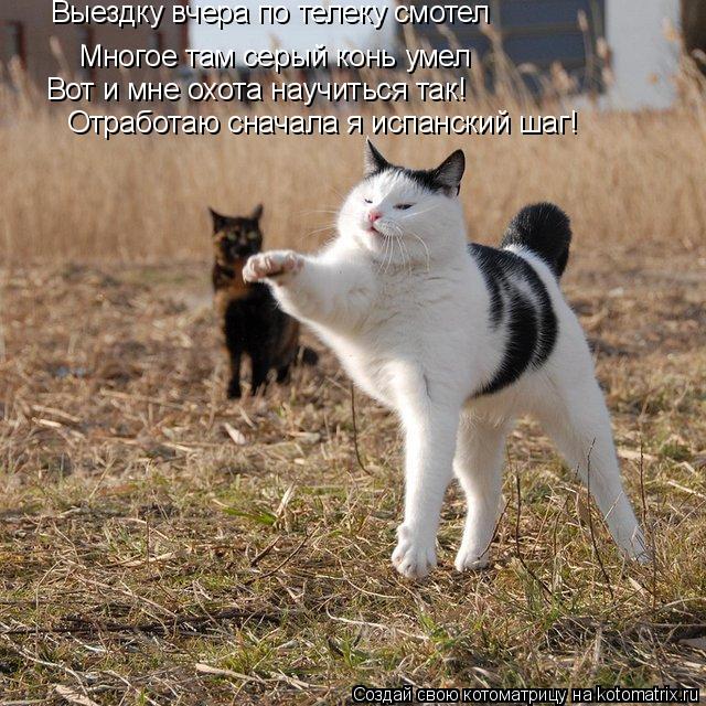 Котоматрица: Выездку вчера по телеку смотел Многое там серый конь умел Вот и мне охота научиться так! Выездку вчера по телеку смотел Отработаю сначала я 
