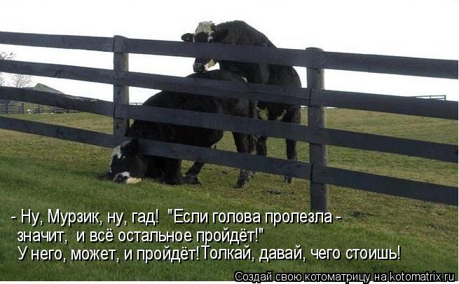 Котоматрица: - Ну, Мурзик, ну, гад!  "Если голова пролезла -  значит,  и всё остальное пройдёт!" У него, может, и пройдёт!  Толкай, давай, чего стоишь!