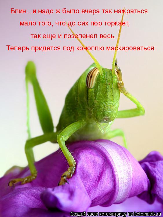 Котоматрица: Блин...и надо ж было вчера так нажраться так еще и позеленел весь Теперь придется под коноплю маскироваться мало того, что до сих пор торкает