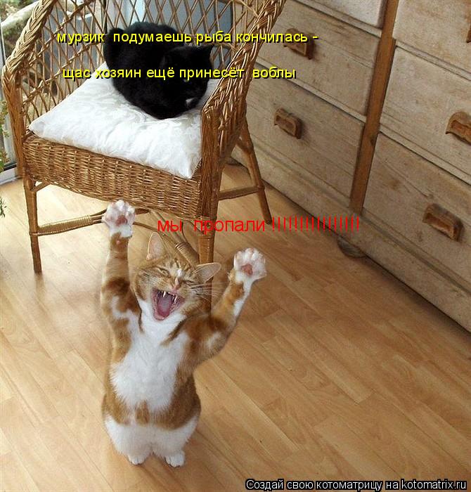 Котоматрица: мы  пропали !!!!!!!!!!!!!!!! мурзик  подумаешь рыба кончилась - щас хозяин ещё принесёт  воблы