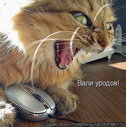 Котоматрица: Вали уродов!