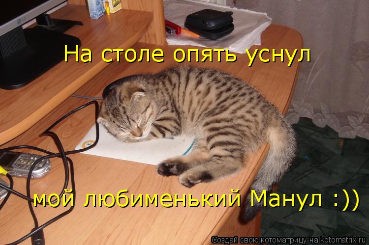 Котоматрица: На столе опять уснул мой любименький Манул :))