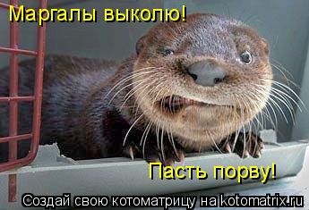Маргалы выколю! Пасть порву!... Котоматрица: Маргалы выколю! Пасть порву!
