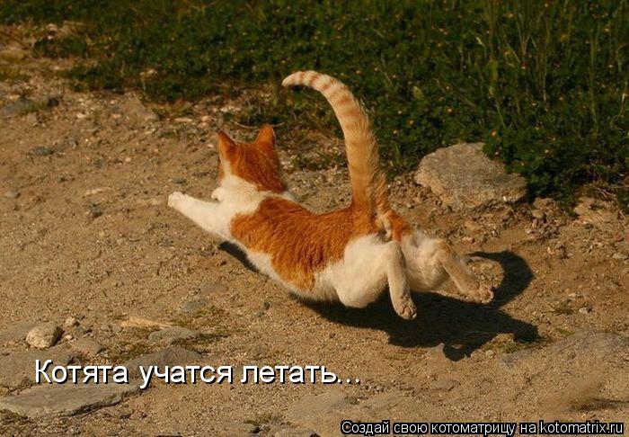 Котята учатся летать...... Котоматрица: Котята учатся летать...
