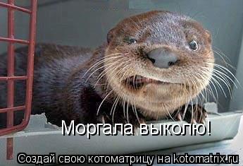 Моргала выколю!... Котоматрица: Моргала выколю!