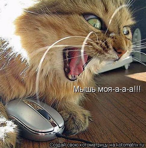 Мышь моя-а-а-а!!!... Котоматрица: Мышь моя-а-а-а!!!