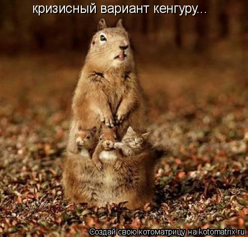 кризисный вариант кенгуру...... Котоматрица: кризисный вариант кенгуру...