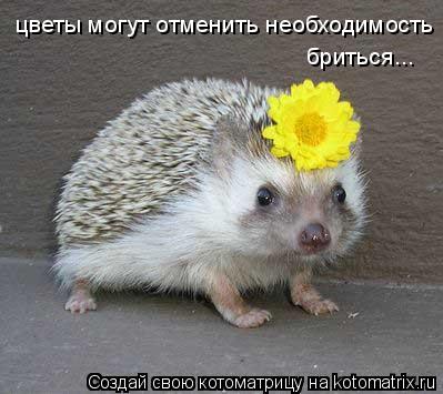 цветы могут отменить необходимость бриться...... Котоматрица: цветы могут отменить необходимость бриться...