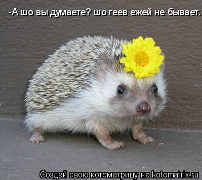 -А шо вы думаете? шо геев ежей не бывает.... Котоматрица: -А шо вы думаете? шо геев ежей не бывает.