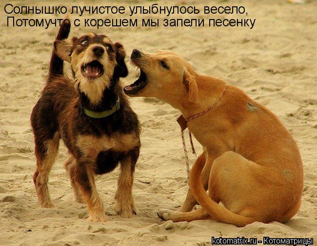 Солнышко лучистое улыбнулось весело, Потомучто с корешем мы запели песенку... Котоматрица: Солнышко лучистое улыбнулось весело, Потомучто с корешем мы запели песенку