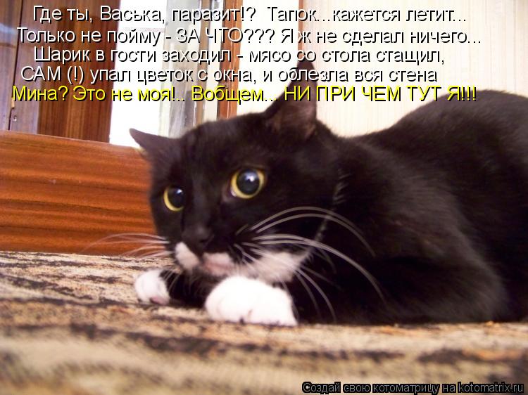 Котоматрица: «Где ты, Васька, паразит!?» Тапок...кажется летит... Только не пойму - ЗА ЧТО??? Я ж не сделал ничего... Шарик в гости заходил - мясо со стола стащил
